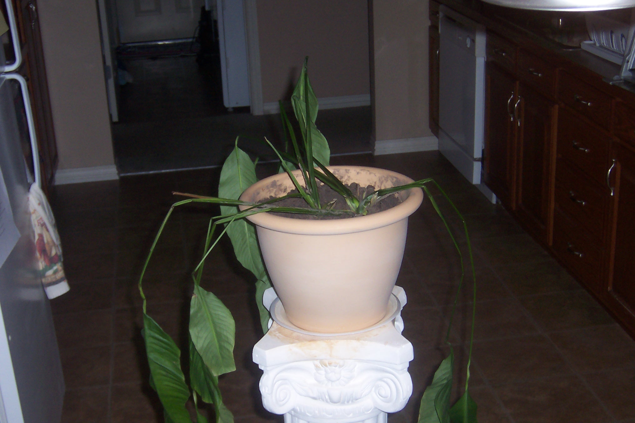 Peace Lily Drooping What’s Up